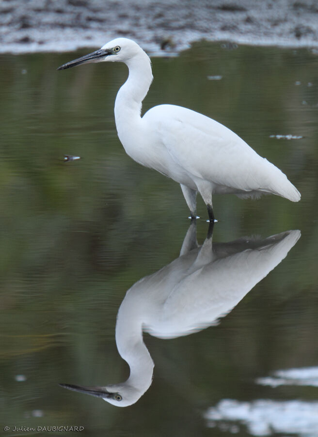 Little Egret, identification