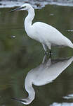 Aigrette garzette