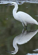 Aigrette garzette