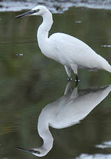 Aigrette garzette