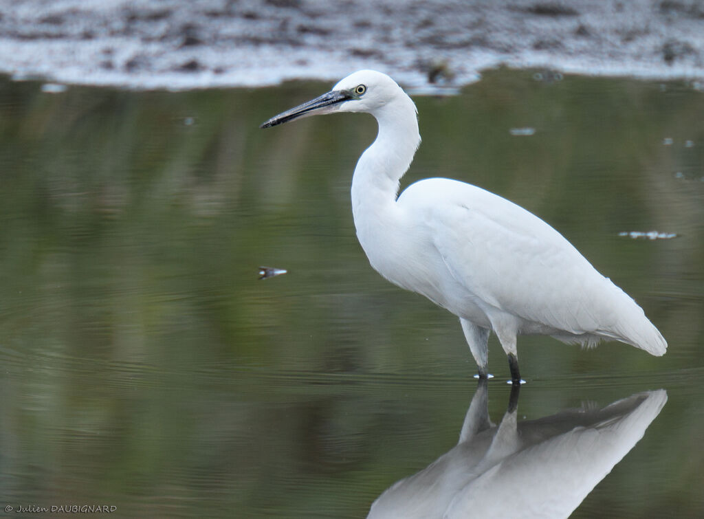 Little Egret, identification