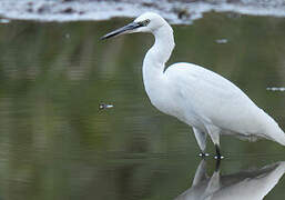 Little Egret