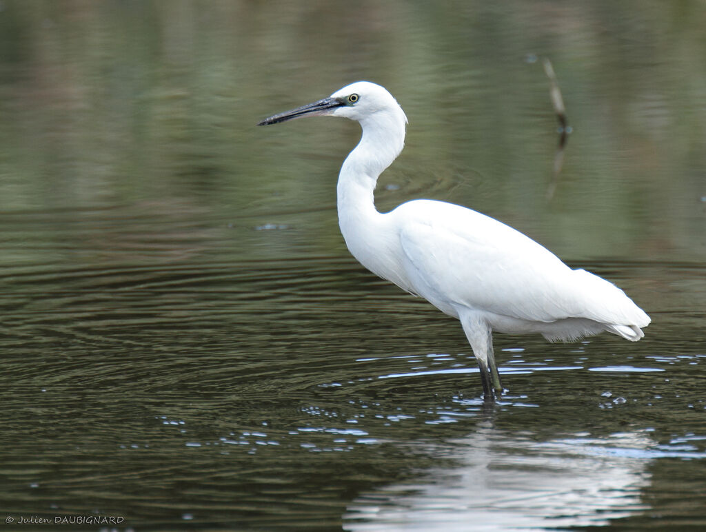 Little Egret, identification