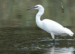 Little Egret