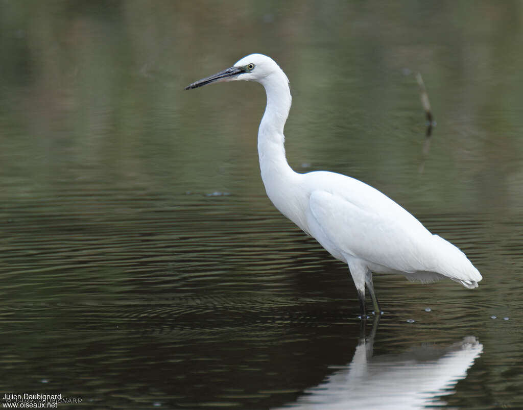 Aigrette garzette, identification