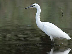 Little Egret