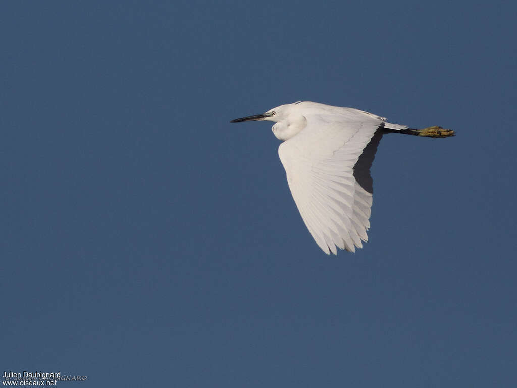 Little Egretadult, Flight