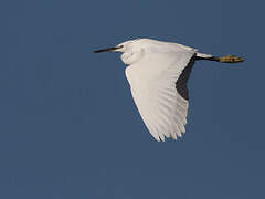 Aigrette garzette