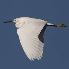 Aigrette garzette