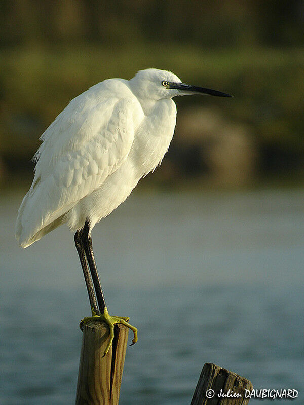 Little Egret