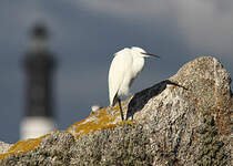 Aigrette garzette