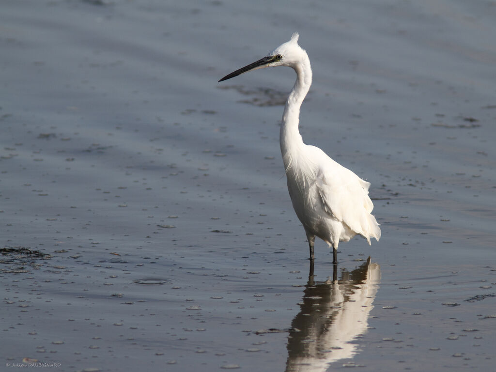 Little Egret, identification