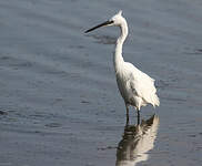 Aigrette garzette