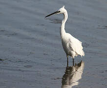 Little Egret