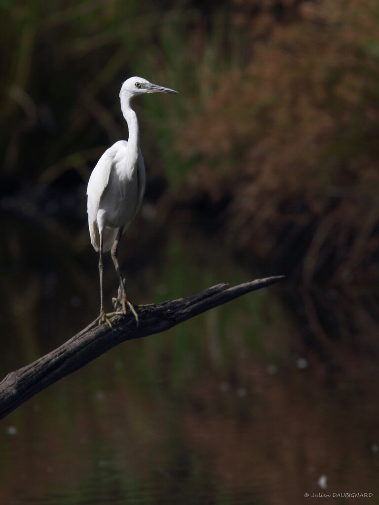 Little Egret, identification