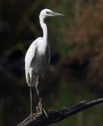 Little Egret