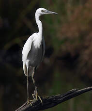 Aigrette garzette