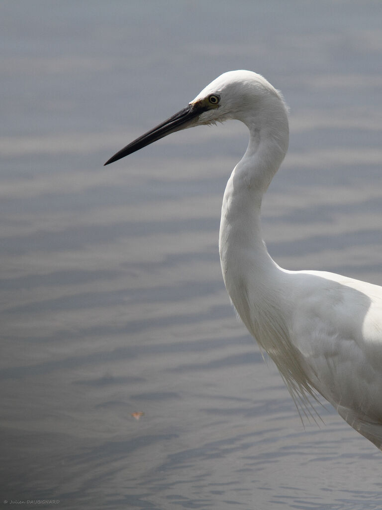 Aigrette garzette, portrait