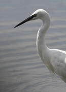 Aigrette garzette