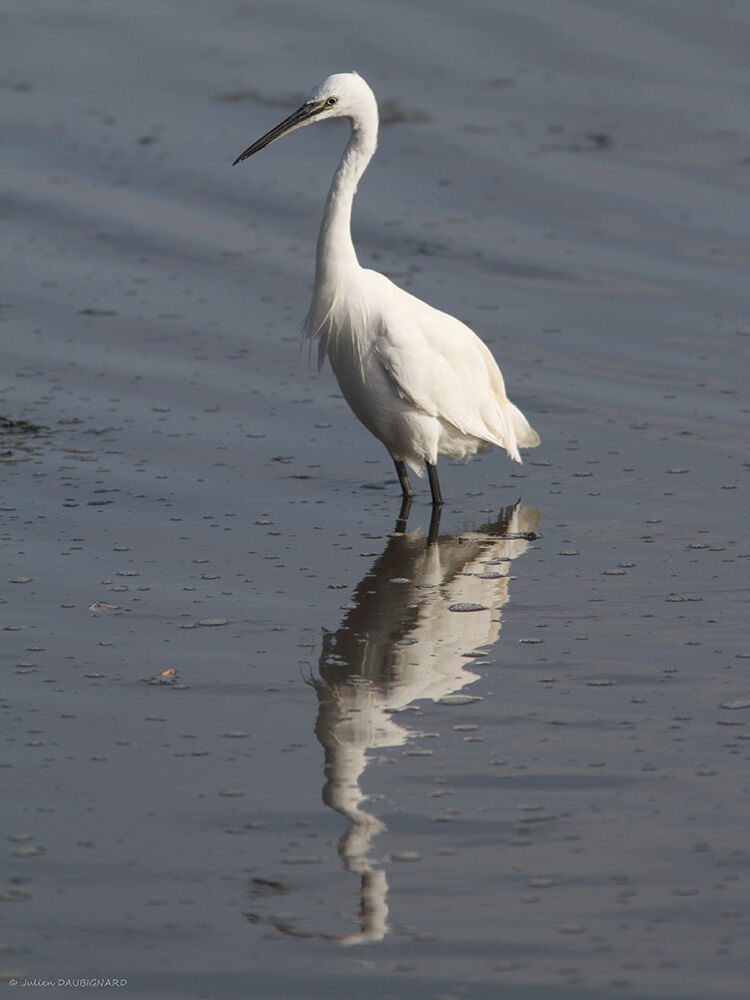 Aigrette garzette, identification