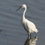 Aigrette garzette