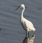 Little Egret