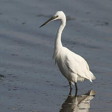 Aigrette garzette