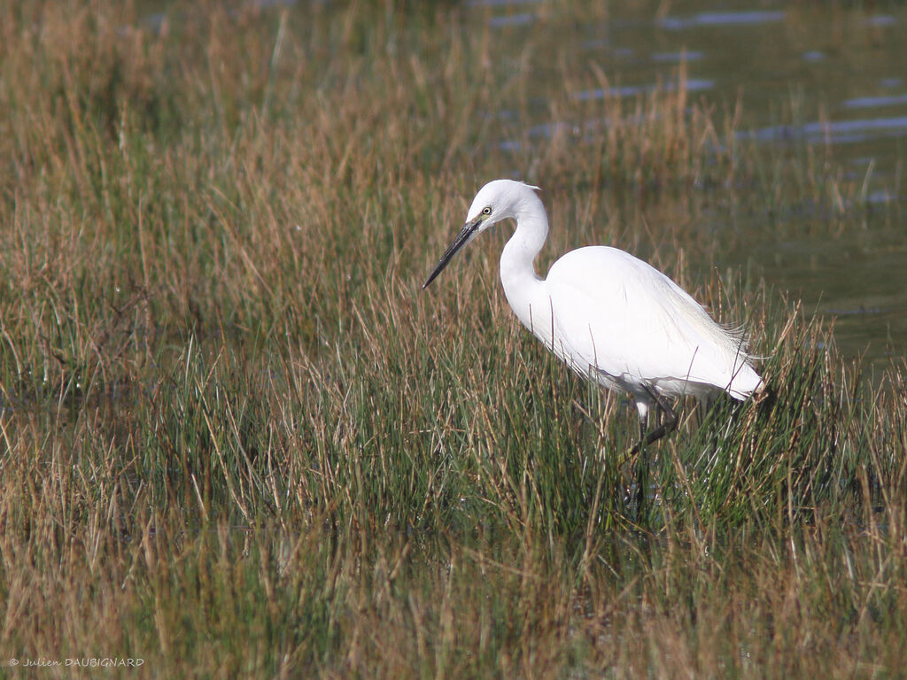 Little Egret, identification