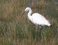 Aigrette garzette