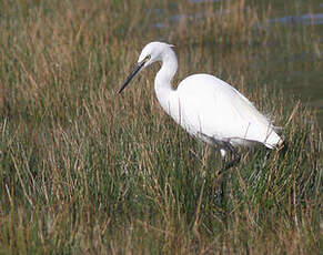 Aigrette garzette