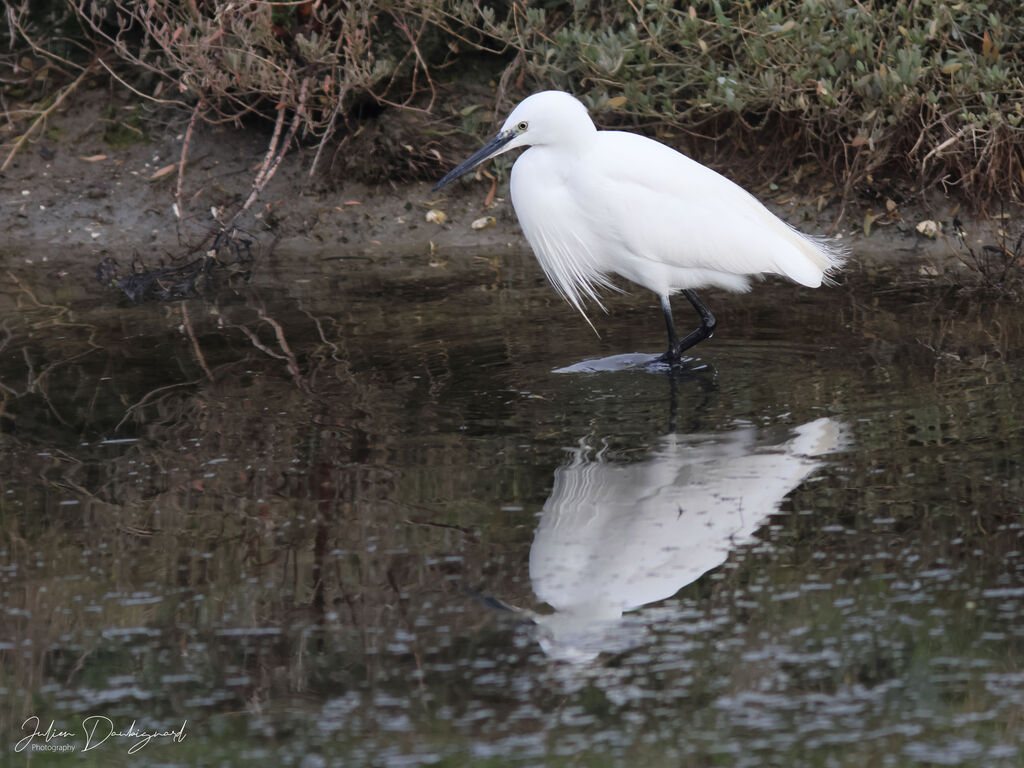 Aigrette garzette identification