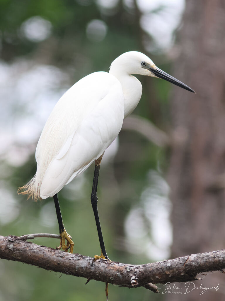 Aigrette garzette