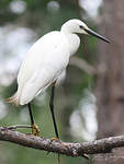 Aigrette garzette