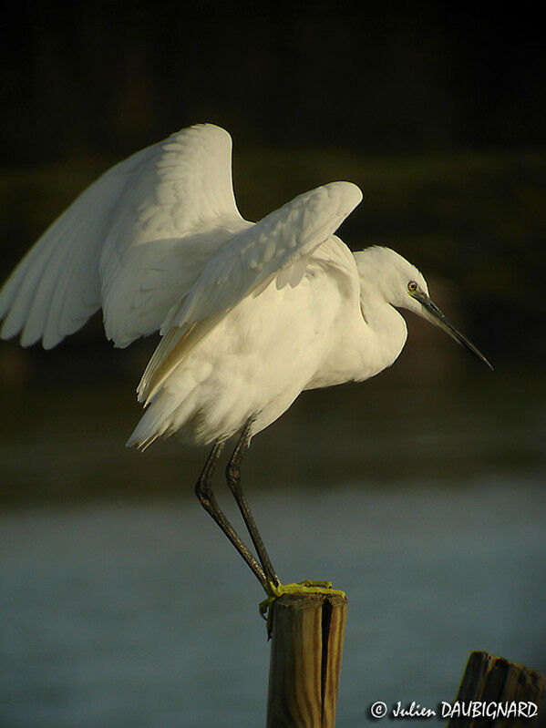 Little Egret