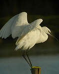 Aigrette garzette