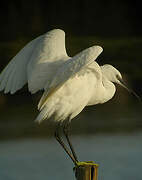 Aigrette garzette
