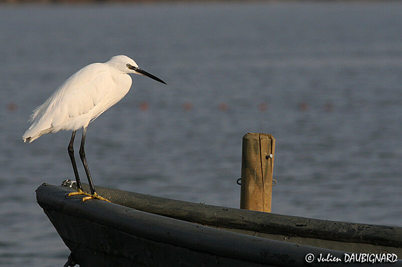 Little Egret