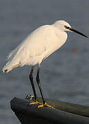 Aigrette garzette