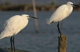 Little Egret