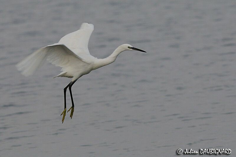 Aigrette garzette