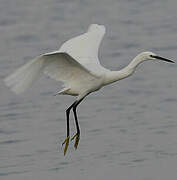 Little Egret