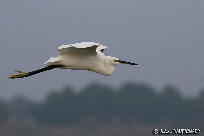 Little Egret