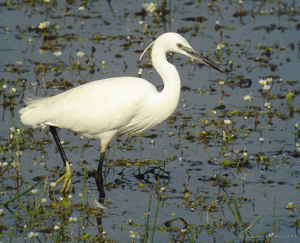 Aigrette garzette, identification