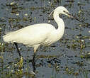 Aigrette garzette