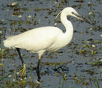 Little Egret