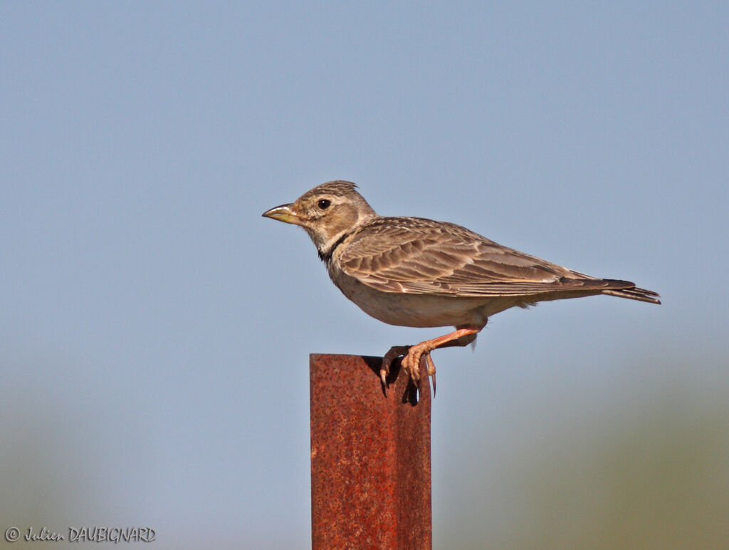 Calandra Lark