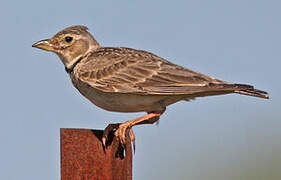 Calandra Lark