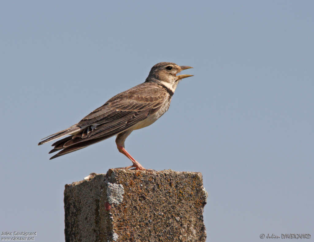 Calandra Lark