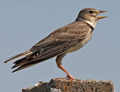 Calandra Lark