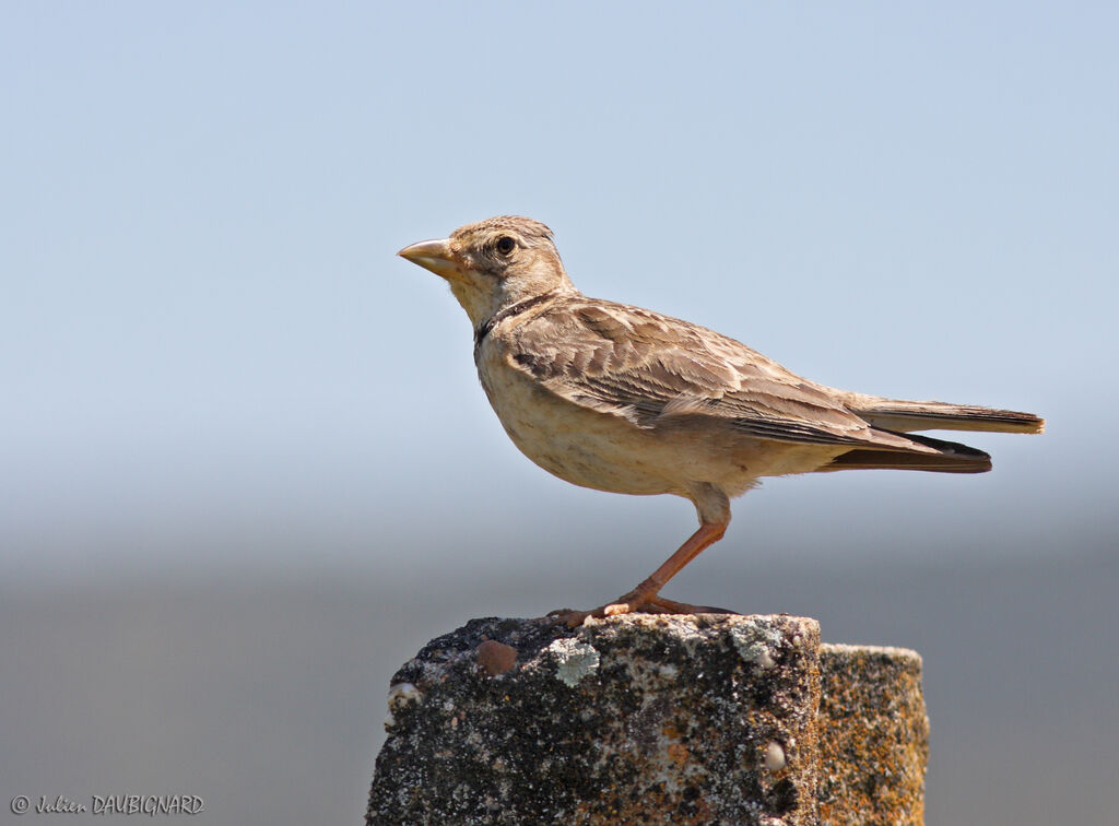 Calandra Lark